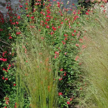 Petit En Braconne * La Rochette (Charente)